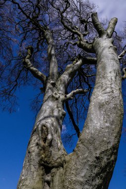 The Dark Hedges in Northern Ireland - landscape photography