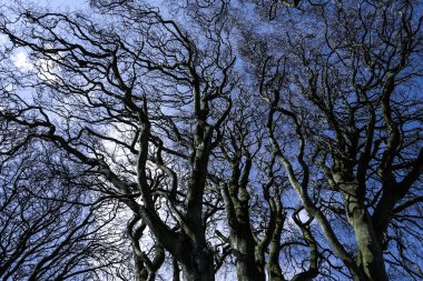 The Dark Hedges in Northern Ireland - landscape photography