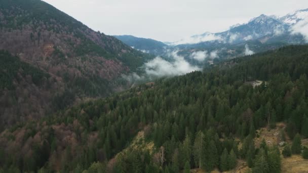 在阿尔卑斯山森林上空的惊人飞行 空中无人驾驶摄影 — 图库视频影像