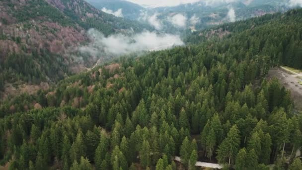 Csodálatos Repülés Egy Erdő Felett Alpokban Légi Drón Fotózás — Stock videók