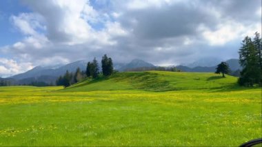 Allgau Almanya 'sında tipik yeşil çayır manzaraları - seyahat fotoğrafçılığı