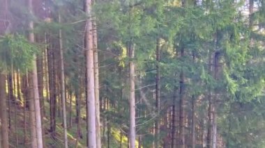 Firavun ormanı sisli bir günde - seyahat fotoğrafçılığı