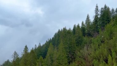 Sisli bir günde muhteşem köknar ormanı - seyahat fotoğrafçılığı