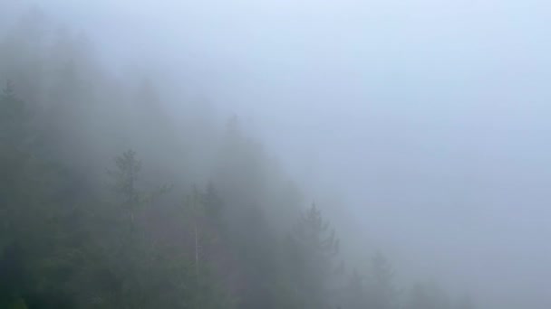 Δάσος Fir Πυκνή Ομίχλη Ταξιδιωτική Φωτογραφία — Αρχείο Βίντεο
