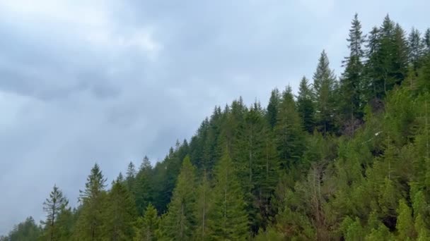 Чудовий Ялиновий Ліс Туманний День Фотографія Подорожей — стокове відео