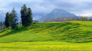 Allgau Almanya 'sında tipik yeşil çayır manzaraları - seyahat fotoğrafçılığı
