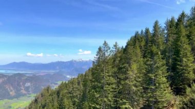Dağ yamaçlarındaki güzel köknar ormanı - seyahat fotoğrafçılığı