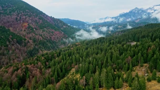 Flug Über Einen Tannenwald Den Alpen Erstaunliche Drohnenaufnahmen — Stockvideo