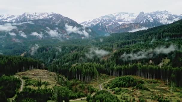 Flug Über Einen Tannenwald Den Alpen Erstaunliche Drohnenaufnahmen — Stockvideo
