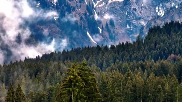 山の中のモミの森の上に低い雲と霧 素晴らしいドローン写真 — ストック動画