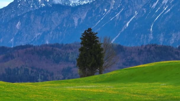 Typická Krajina Německého Allgau Jeho Zelené Louky Krásné Hory Úžasné — Stock video