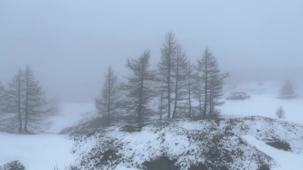 Karda Fidan Ağaçları Sviçre Seyahat Fotoğrafçılığı — Stok video