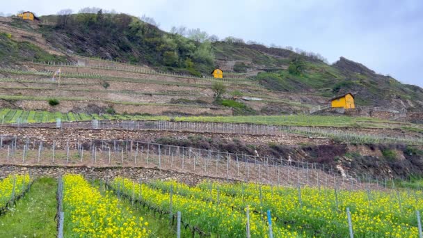 Wijnbouw Zuid Zwitserland Sion Zwitserland Europa April 2023 — Stockvideo