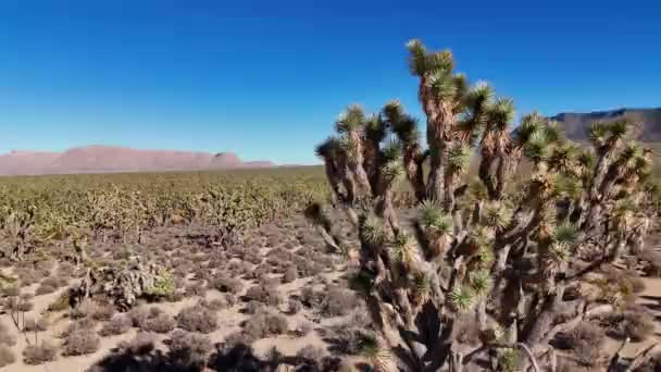 Josua Bäume Der Wüste Von Arizona Luftaufnahmen — Stockvideo
