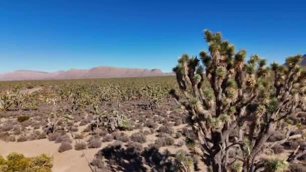 Josua Träd Öknen Arizona Flygfoto — Stockvideo