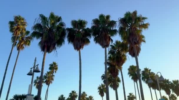 Venice Beach Oceanfront Walk California Fotografia Viaggio — Video Stock