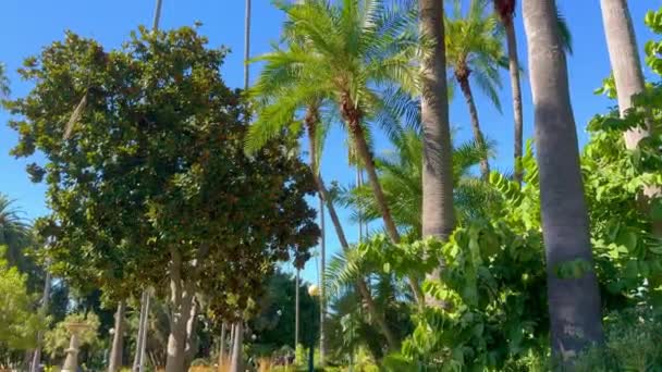 Wunderbare Palmen Beverly Hills Reisefotos — Stockvideo