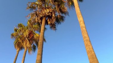 Gün batımında Venedik sahilinin palmiye ağaçları - seyahat fotoğrafçılığı