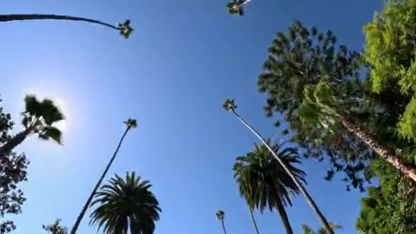 Les Palmiers Beverly Hills Contre Ciel Bleu Photographie Voyage — Video