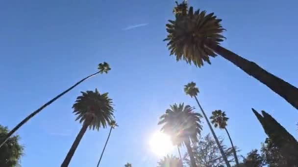 与蓝天旅行摄影相对照的贝弗利山棕榈树 — 图库视频影像