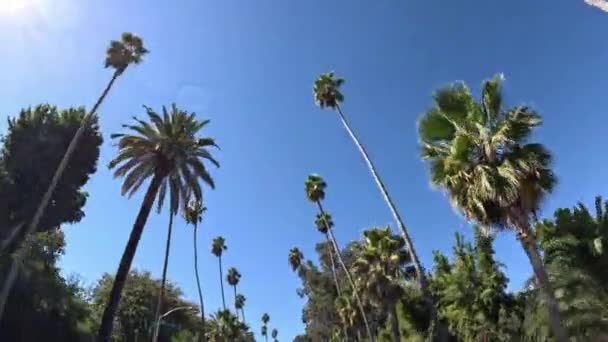 Dirigir Através Beverly Hills Com Suas Palmeiras Fotografia Viagem — Vídeo de Stock