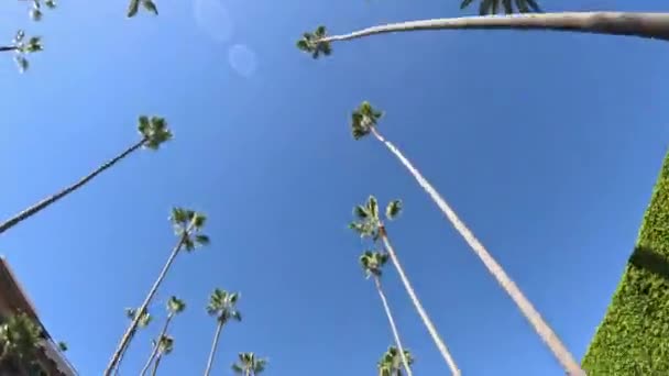 Les Palmiers Beverly Hills Contre Ciel Bleu Photographie Voyage — Video