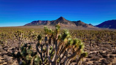 Arizona çölündeki Joshua Ağacı Ormanı - hava fotoğrafçılığı