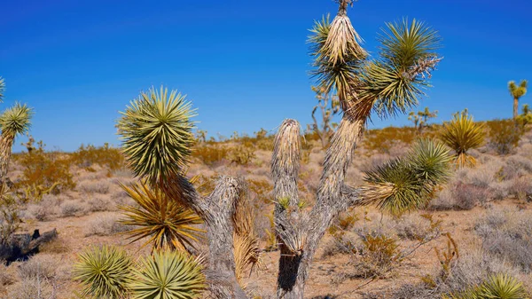 Cacti in the Arizona desert - travel photography