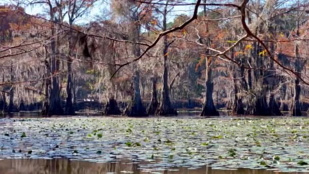 得克萨斯州卡多湖畔的沼泽地 旅游摄影 — 图库视频影像