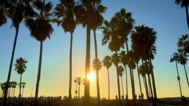 Sahildeki palmiye ağaçları - seyahat fotoğrafçılığı