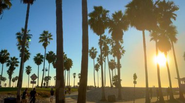 Plajdaki palmiye ağaçları - LOS ANGELES, ABD - 5 Kasım 2023