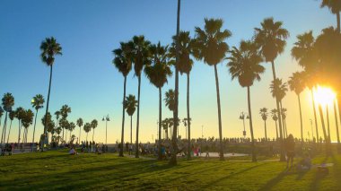 Plajdaki palmiye ağaçları - LOS ANGELES, ABD - 5 Kasım 2023