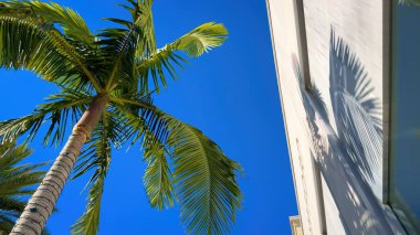Beverly Hills 'teki Rodeo Drive' da palmiye ağaçları - seyahat fotoğrafçılığı