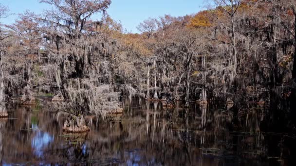 Καταπληκτικά Δέντρα Στη Λίμνη Caddo Στους Βάλτους Του Τέξας Ταξιδιωτική — Αρχείο Βίντεο