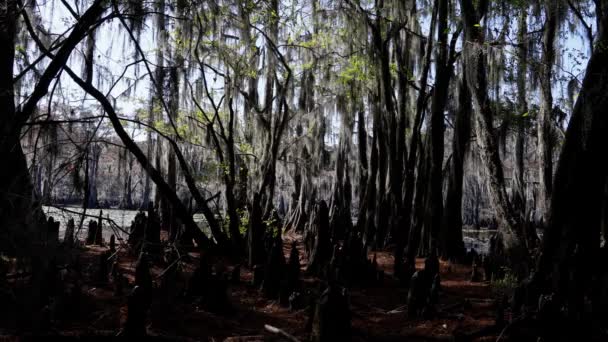 Amazing Trees Caddo Lake Swamps Texas Travel Photography — Stock Video