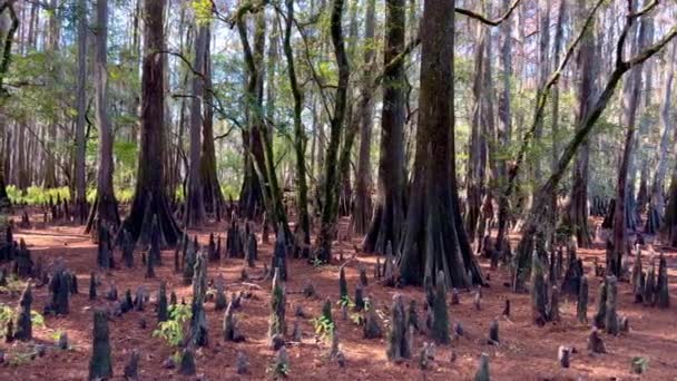 Caddo Lake State Park Its Amazing Nature Travel Photography — Stock Video
