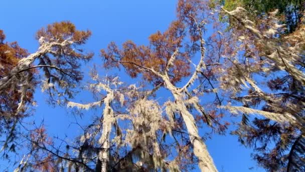 路易斯安那州沼泽地中的典型树木 旅行摄影 — 图库视频影像