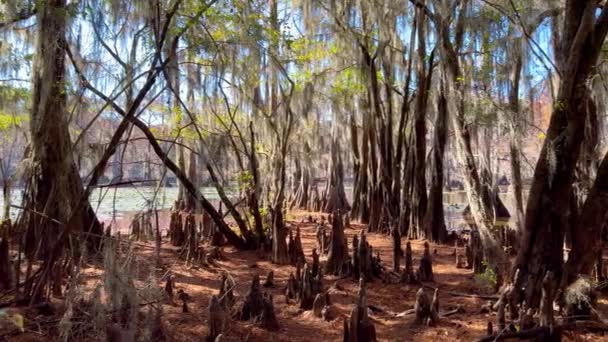 Swamps Texas Caddo Lake Travel Photography — Stock Video