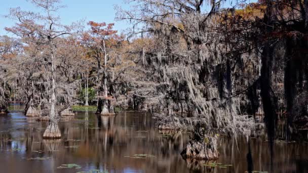 Amazing Trees Caddo Lake Swamps Texas Travel Photography — Stock Video