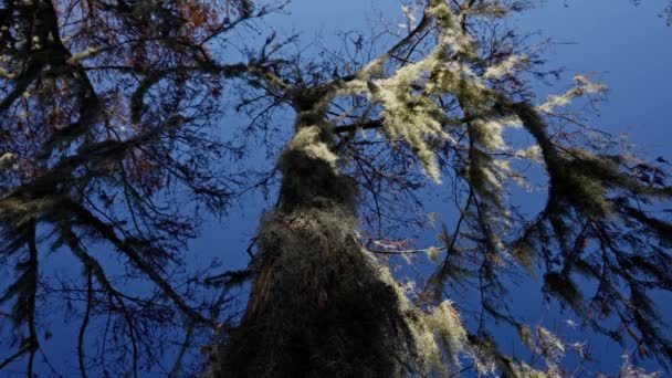 カドー湖州立公園 その素晴らしい植生と風景 旅行写真 — ストック動画