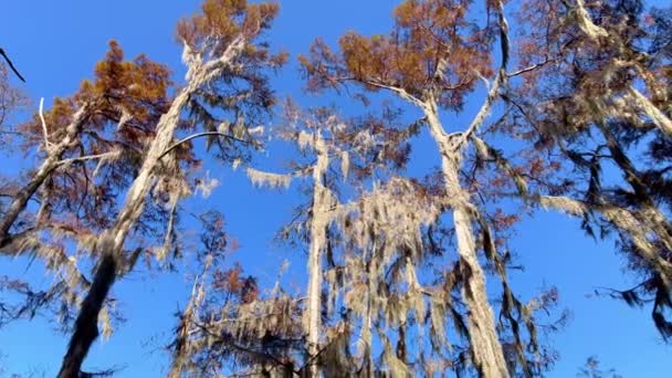 Louisiana Bataklıklarında Tipik Ağaçlar Seyahat Fotoğrafçılığı — Stok video