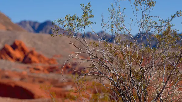 Die Typische Landschaft Mit Roten Felsen Und Sandsteinen Der Wüste Stockfoto
