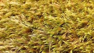 Tarım tahıl tarlalarının üzerinden uçmak yaz güneşinin altındaki altın buğday tarlasına yakından bakmak