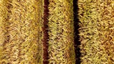 Tarım tahıl tarlalarının üzerinden uçmak yaz güneşinin altındaki altın buğday tarlasına yakından bakmak