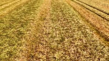 Tarım tahıl tarlalarının üzerinden uçmak yaz güneşinin altındaki altın buğday tarlasına yakından bakmak
