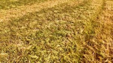 Tarım tahıl tarlalarının üzerinden uçmak yaz güneşinin altındaki altın buğday tarlasına yakından bakmak