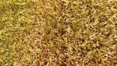 Tarım tahıl tarlalarının üzerinden uçmak yaz güneşinin altındaki altın buğday tarlasına yakından bakmak