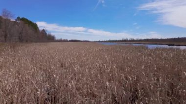 Ottawa yakınlarındaki Mer Bleue Ulusal Koruma Alanı - seyahat fotoğrafçılığı