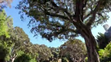 Beverly Hills 'te palmiye ağaçlarıyla gezmek - seyahat fotoğrafçılığı