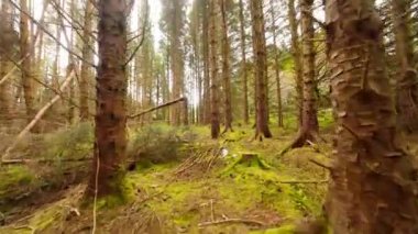 FPV Ormanda Uçuyor - Büyüleyici ve büyüleyici bir orman sahnesi Güzel eğimli ağaçlar ve canlı yeşil çalılar